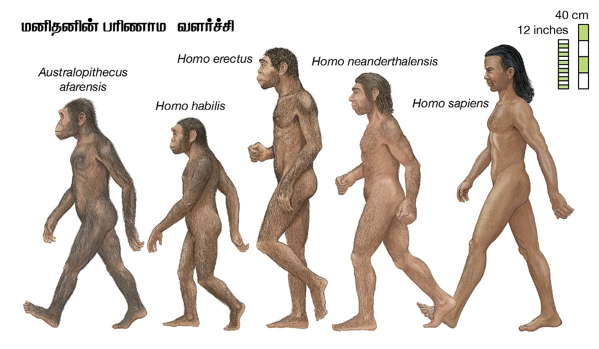மனிதனின் பரிணாம வளர்ச்சி