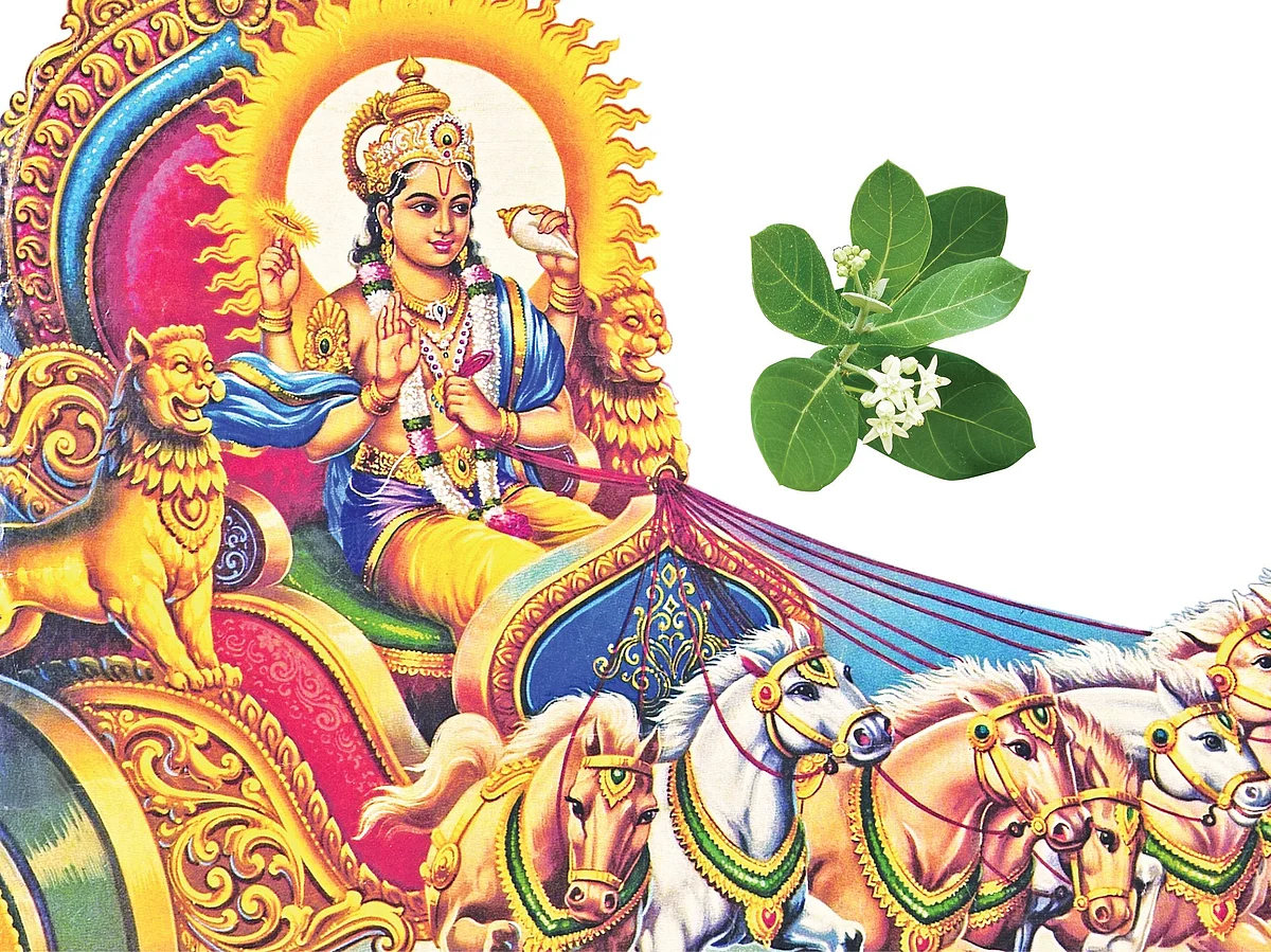‘எருக்கன் இலைகளுக்கு என்ன சிறப்பு?’