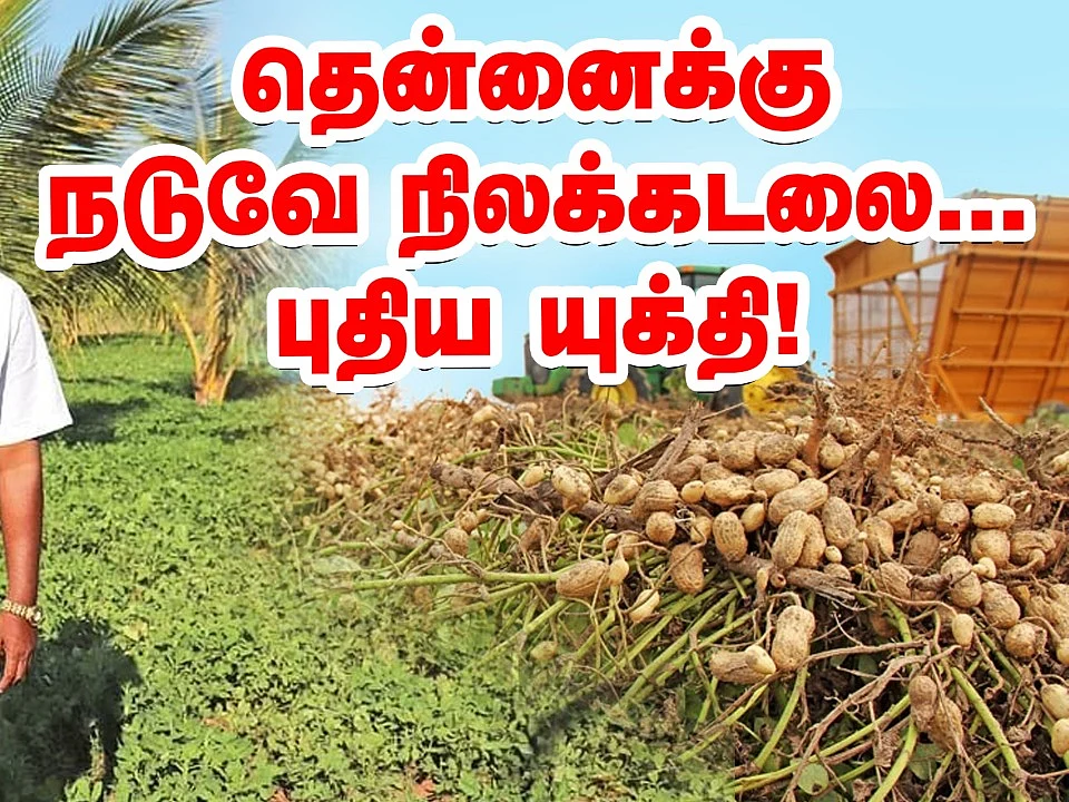Groundnut