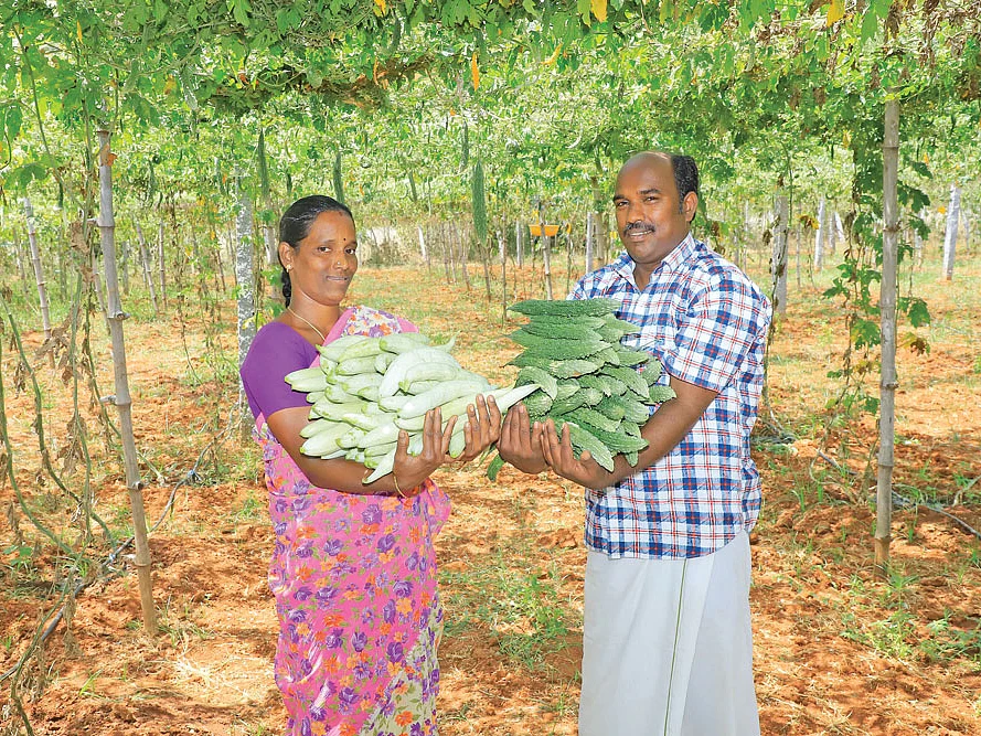 பந்தல் சாகுபடி