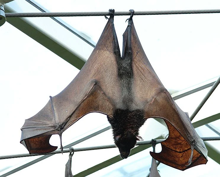 Megabat
