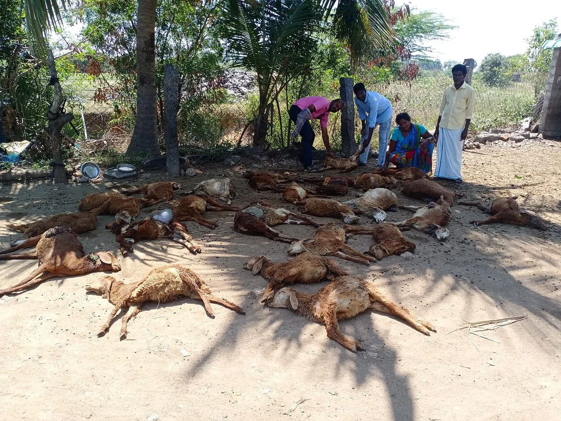 இறந்த ஆடுகளை கண்டு கலங்கும் குமுதா.