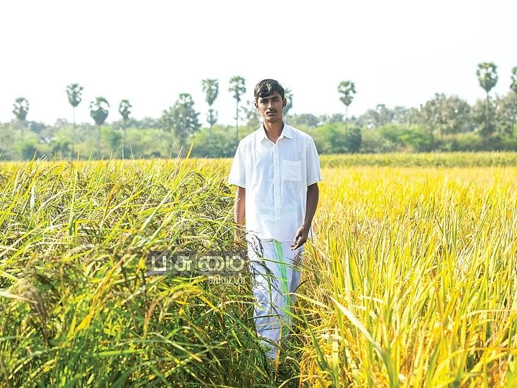 நெற்பழ நோயை நெருங்க விடாத கறுப்புக் கவுனி! - ஒரு ஏக்கர்... ரூ.62,000 லாபம்!