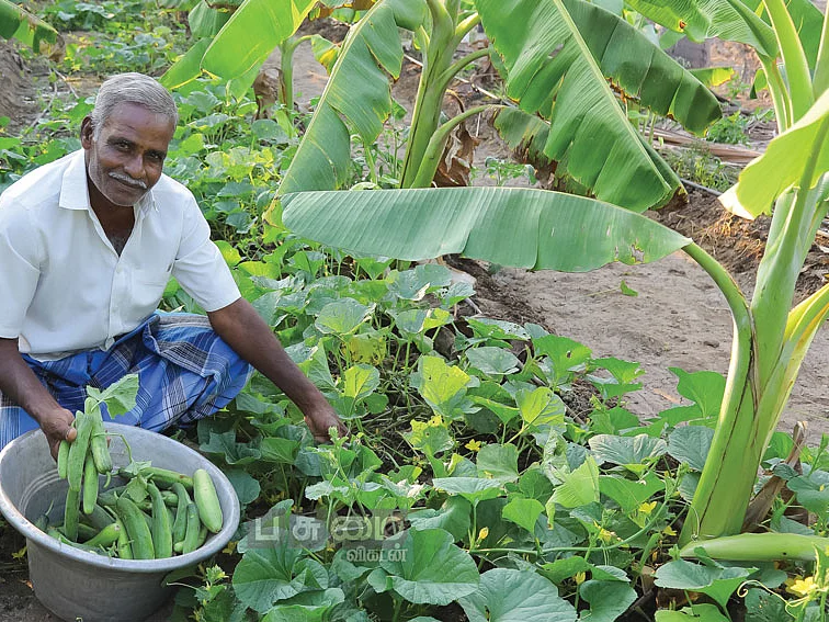 வெள்ளரி... 25 சென்ட்... ரூ.43,000 - சிறிய நிலம் பெரிய லாபம்!