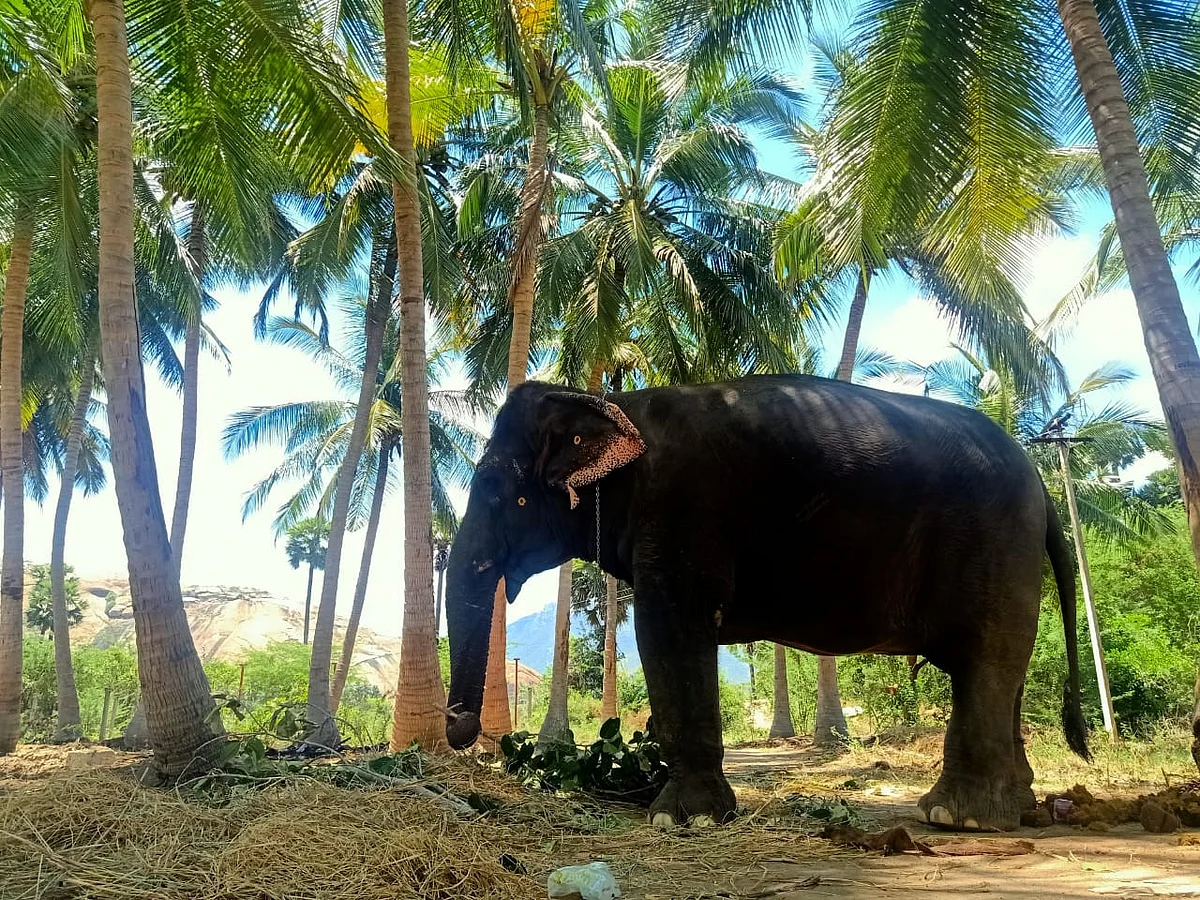 மதுரை: யானை கட்டி போரடித்த வைரல் வீடியோ... உண்மை என்ன தெரியுமா?