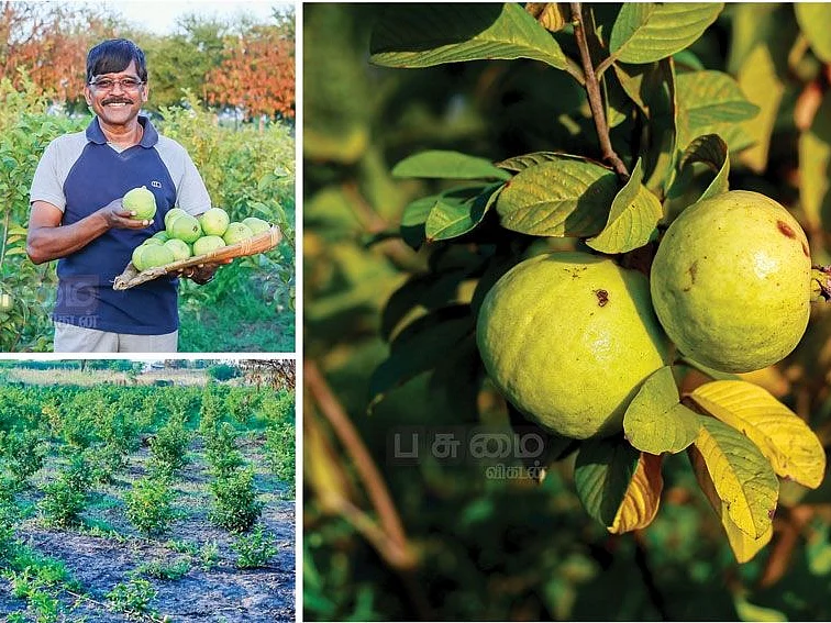 இனிப்பான வருமானம் தரும்
ஜி-விலாஸ் கொய்யா!