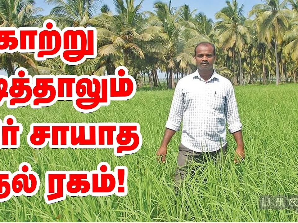 காற்று அடித்தாலும் கதிர் சாயாத நெல் ரகம்... பாரம்பர்ய விதைகளைப் பாதுகாக்கும் கல்லூரிப் பேராசிரியர்!