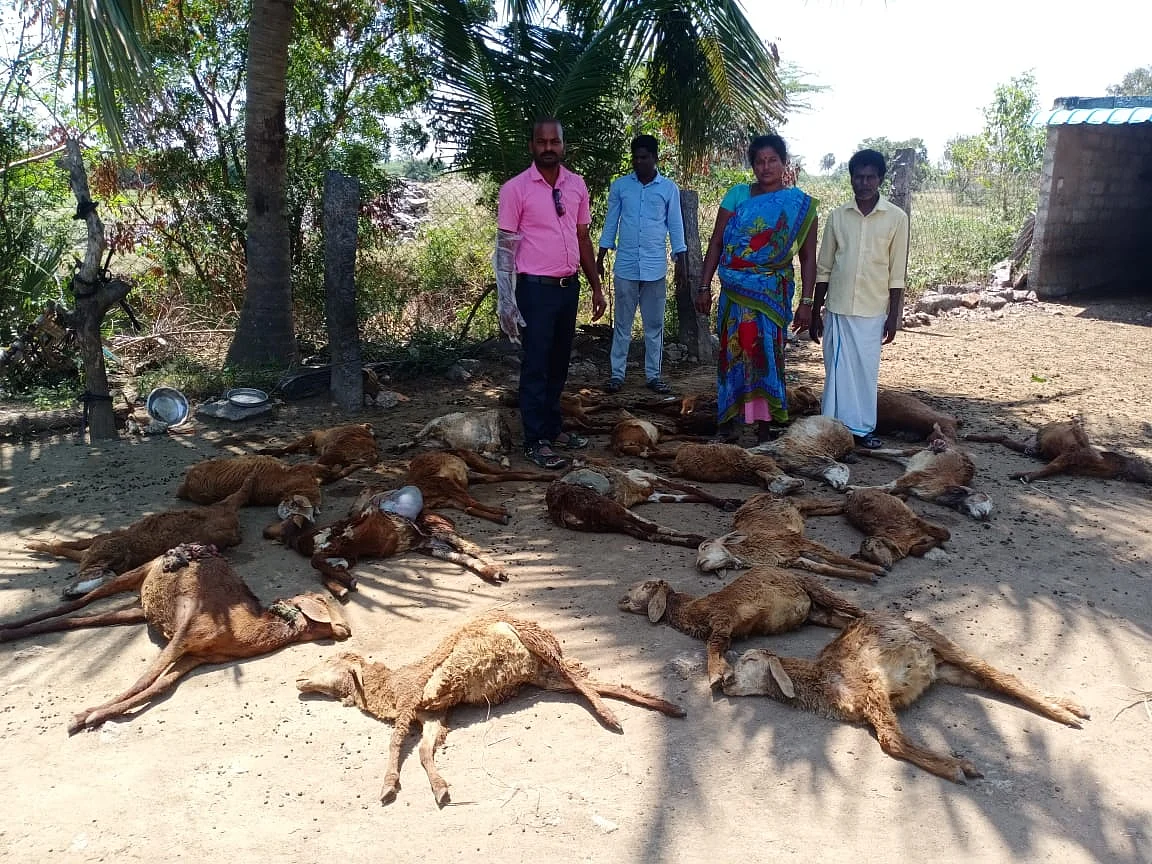 இறந்த ஆடுகளுடன் குமுதா