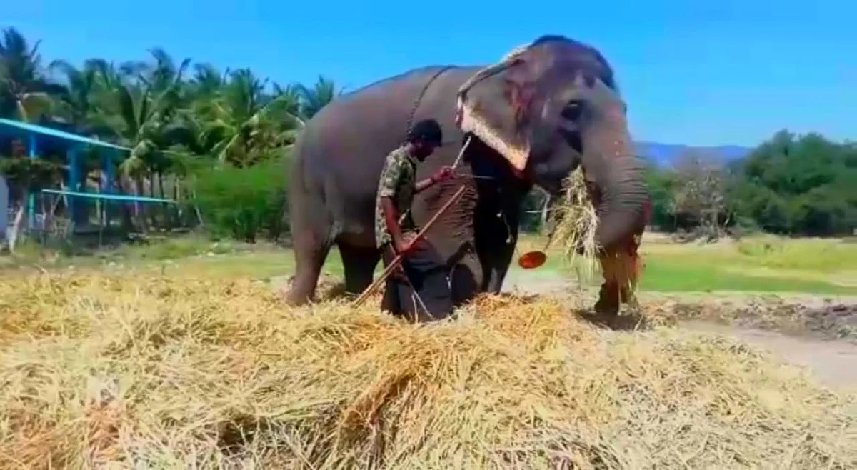யானை கட்டி போரடிக்கும் விவசாயி
