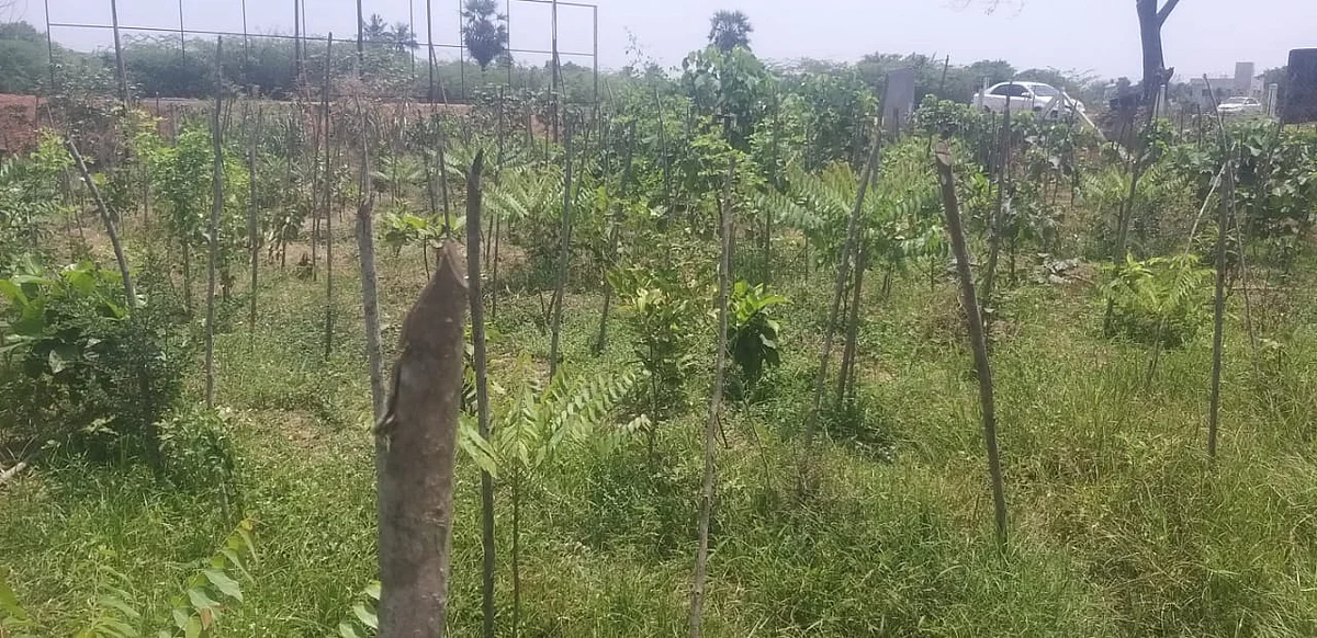 குறுங்காடு