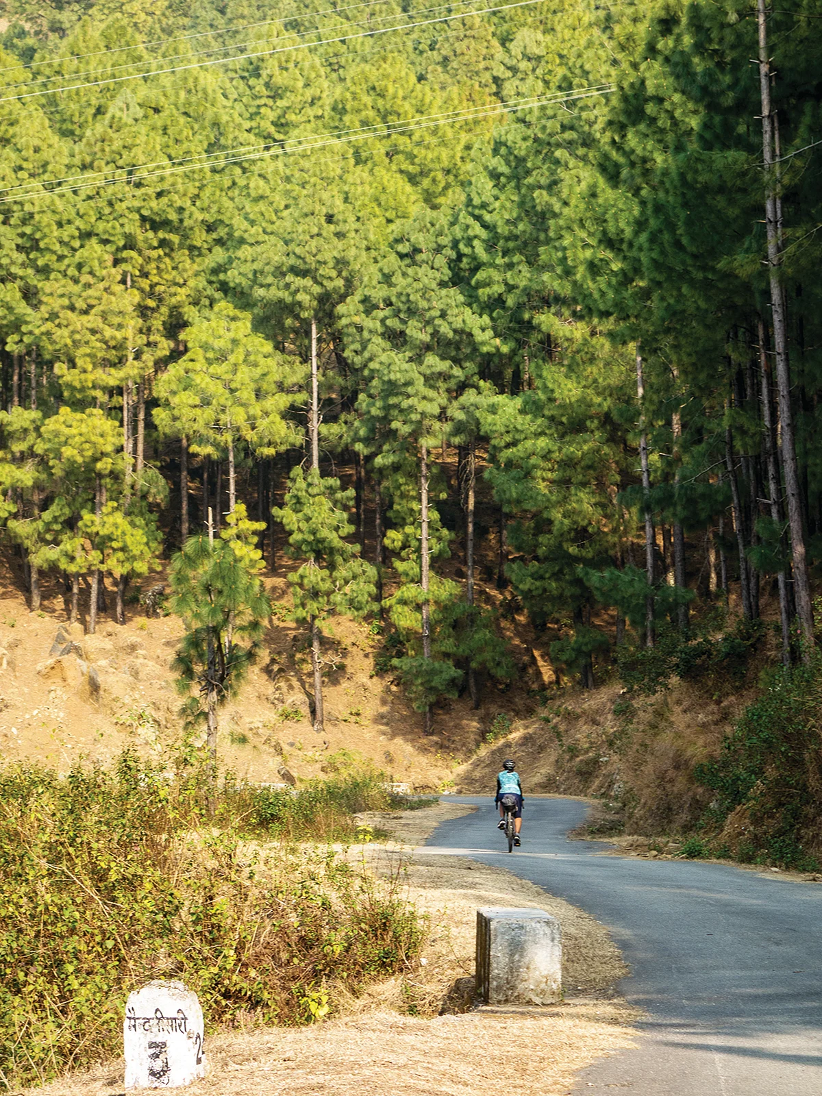 pine forests
