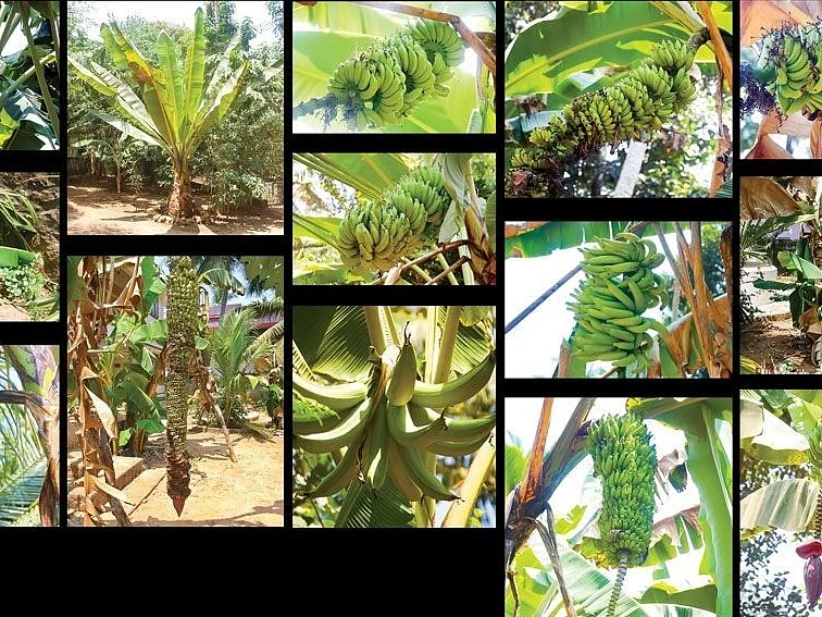 ஒற்றக்கொம்பன்... சாம்பல் பேயன்... செந்துளுவன்...
80 சென்ட் நிலம், 35 ரக வாழைகள்!