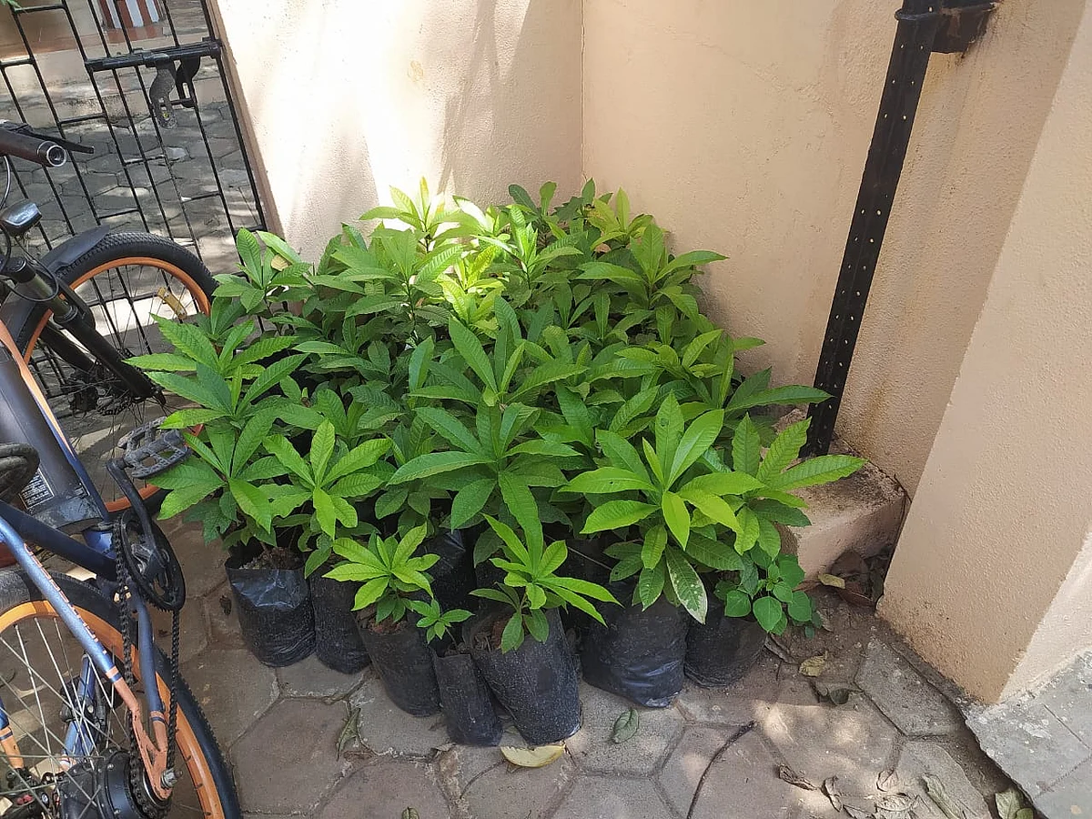 Plants
