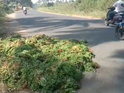 சாலையில் கொட்டப்பட்டுள்ள கொத்தமல்லி