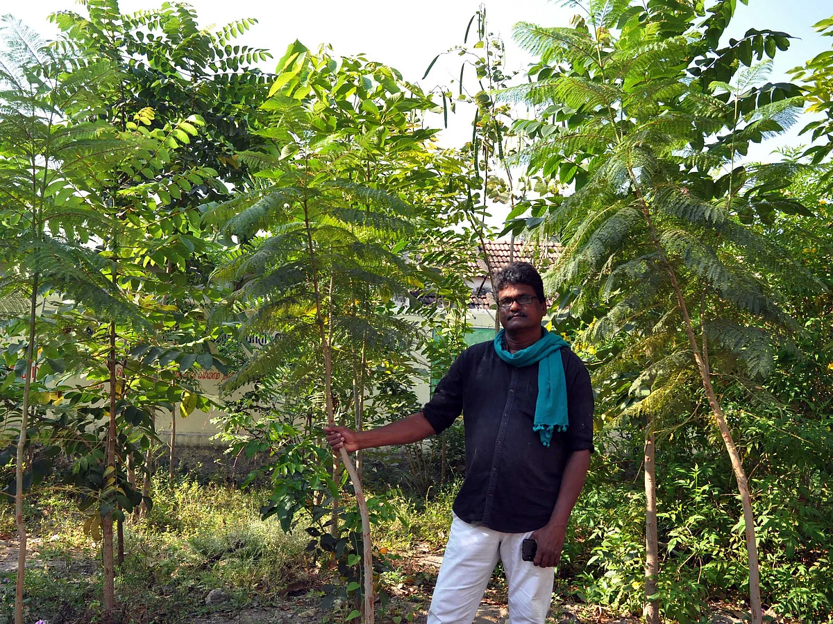 கரூர்: `இந்த ஒவ்வொரு மரமும் எங்களுக்கு ஆசான்!' - குறுங்காடு அமைத்து அசத்தும் தலைமை ஆசிரியர்