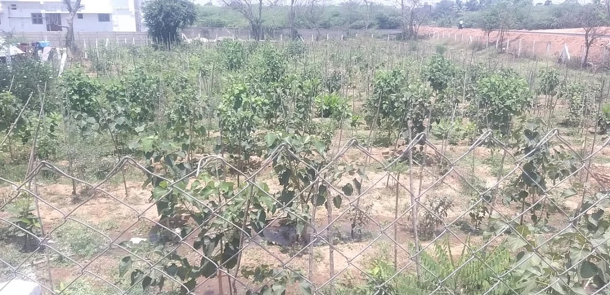 கம்பி வேலி