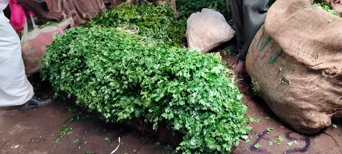 கொத்தமல்லி