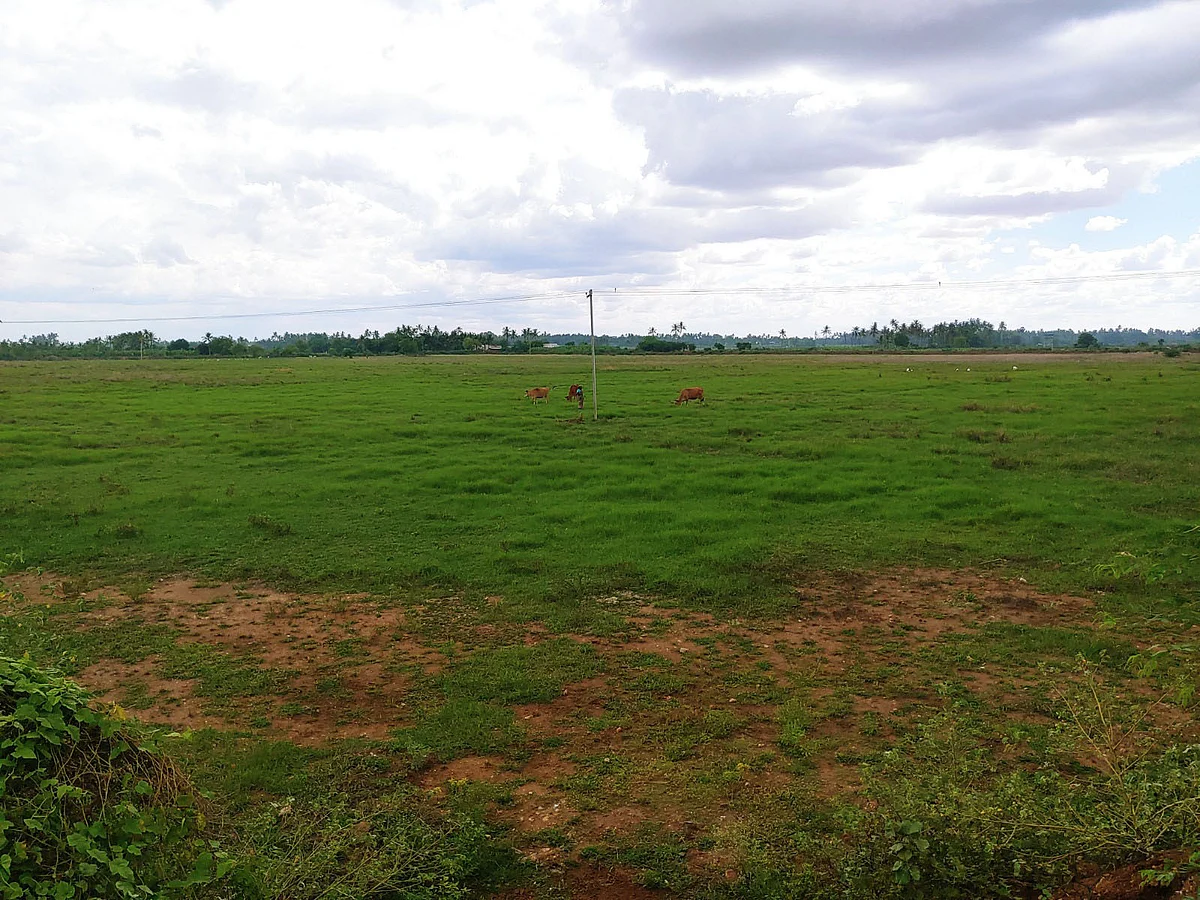 முதலைப்பட்டி ஏரி