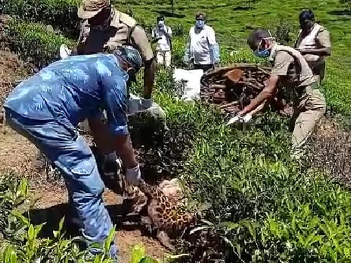 நீலகிரி: தேயிலைத் தோட்டத்தில் மர்மமாக இறந்துகிடந்த பெண் சிறுத்தை! - விஷம்வைத்து கொல்லப்பட்டதா?