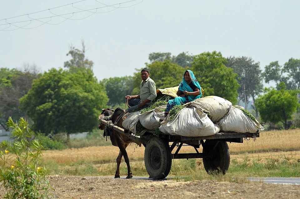 Bullock cart