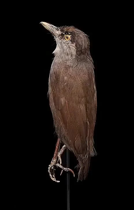 Black Browed Babbler