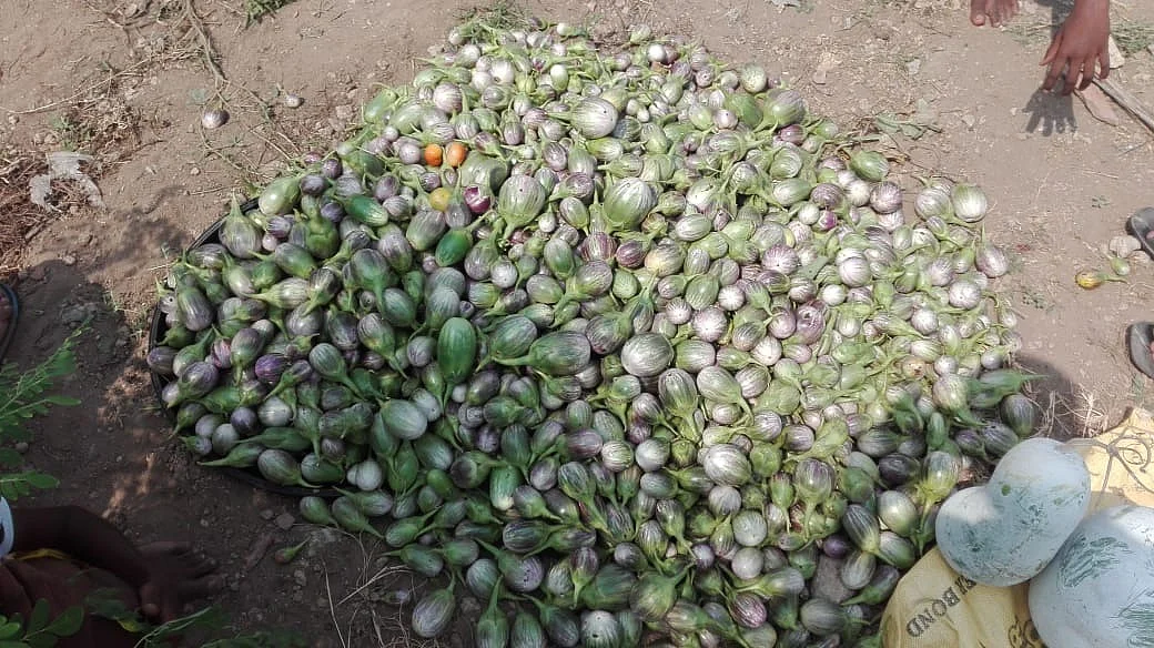 சமுதாயக் காய்கறித் தோட்டத்தில் விளைந்த கத்திரிக்காய்