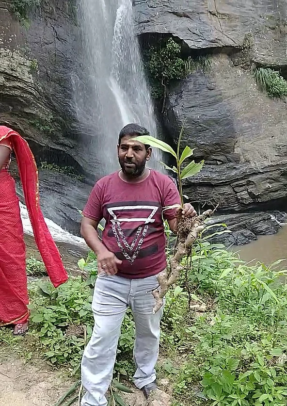 காட்டு வசம்புச் செடிகள்