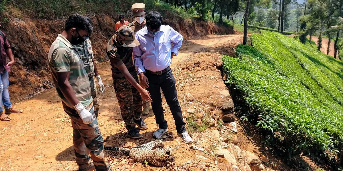 leopard death