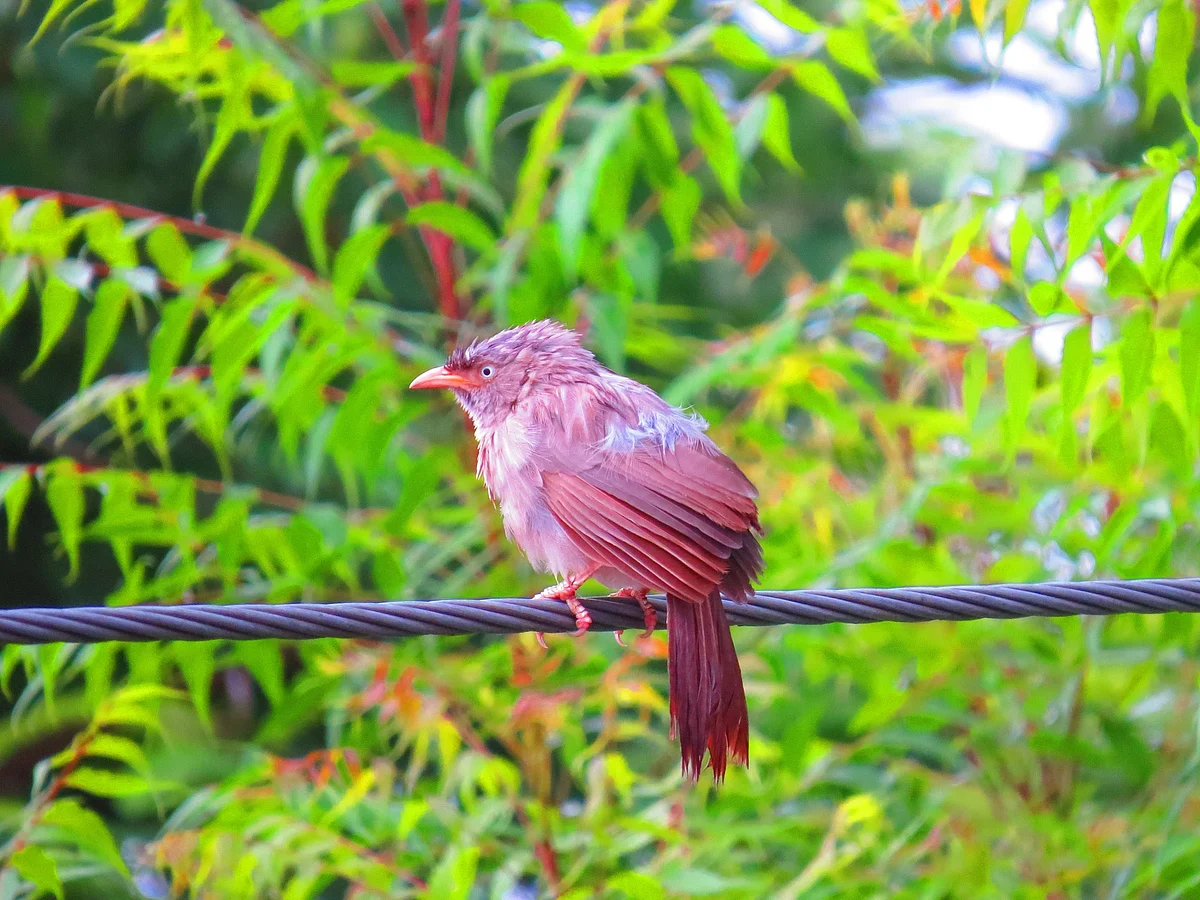 Sparrow