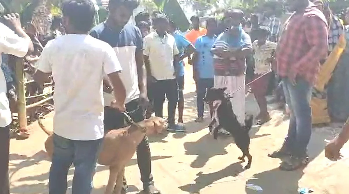 விழாவில் கலந்துகொண்ட நாய்கள்