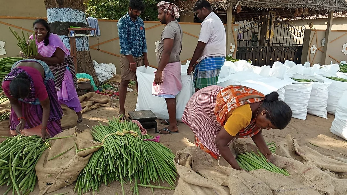 முருங்கை உற்பத்தி