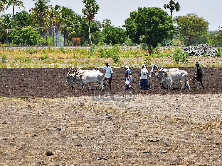 விலையில்லா உரம் கொடுக்கும் கோடை உழவு!