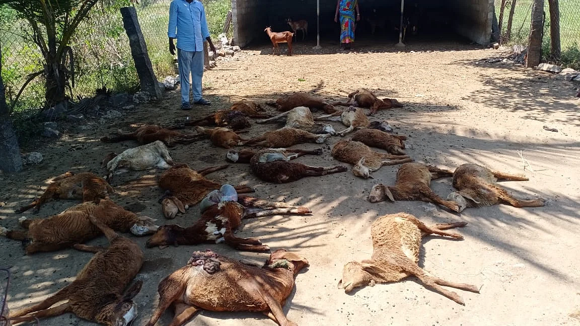 இறந்துபோன செம்மறி ஆடுகள்