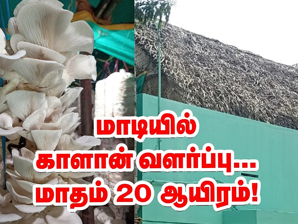 மாடியில் காளான் வளர்ப்பு... மாதம் ₹20,000... அசத்தும் சகோதரர்கள்! #MushroomCultivationTips