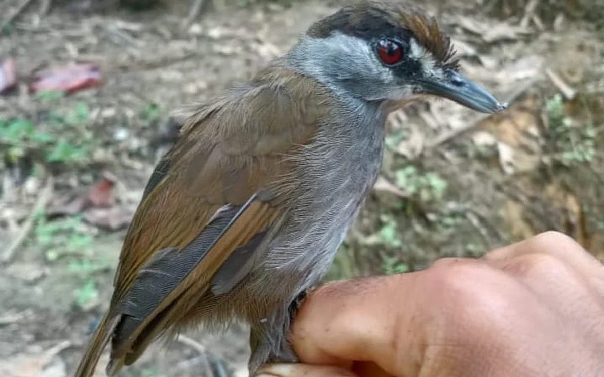Black Browed Babbler