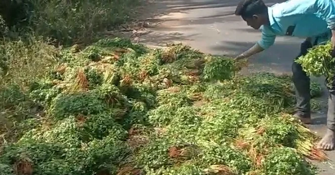 சாலையில் கிடக்கும் கொத்தமல்லியை எடுத்துச் செல்லும் நபர்.