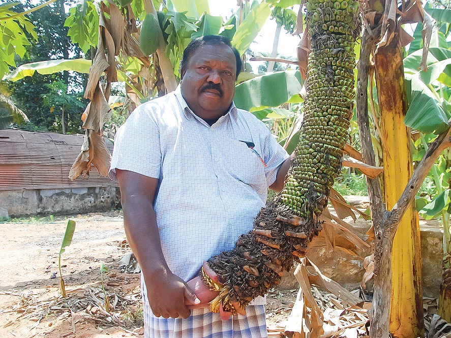 வாழை
