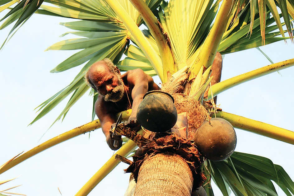 வாலிநோக்கம் பனைமரம்