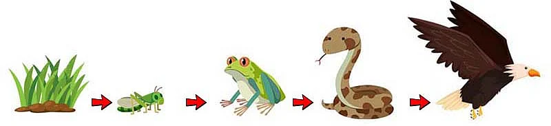 உணவுச் சங்கிலி | Food Chain
