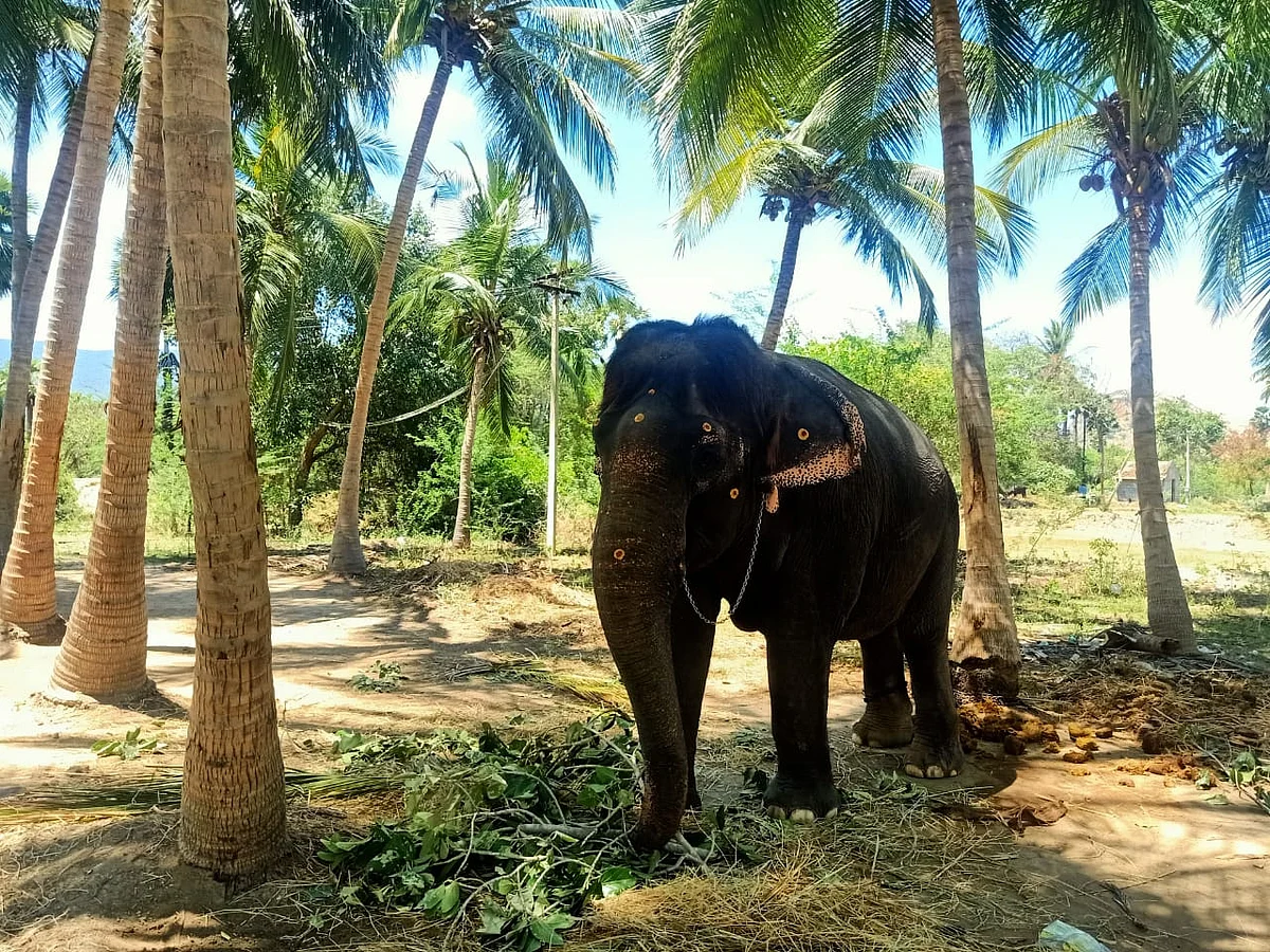சுமதி யானை