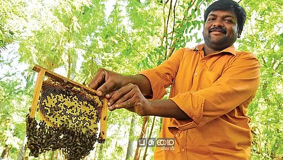 தேனீக்கள்