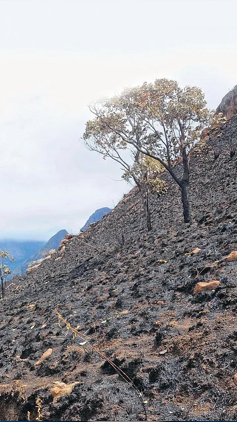 குரங்கணி