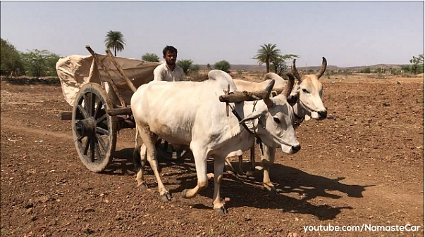 Bullock cart