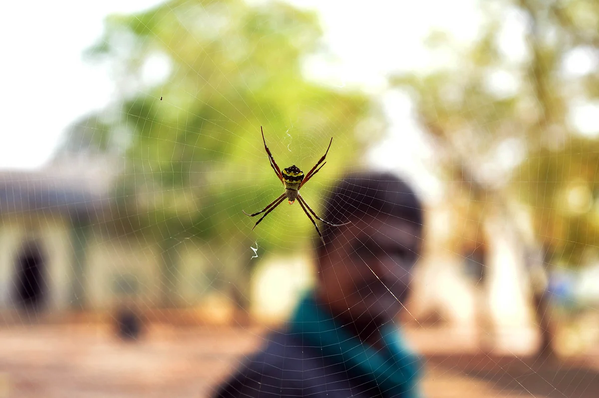 சிலந்தி வலையோடு பொன்னுசாமி