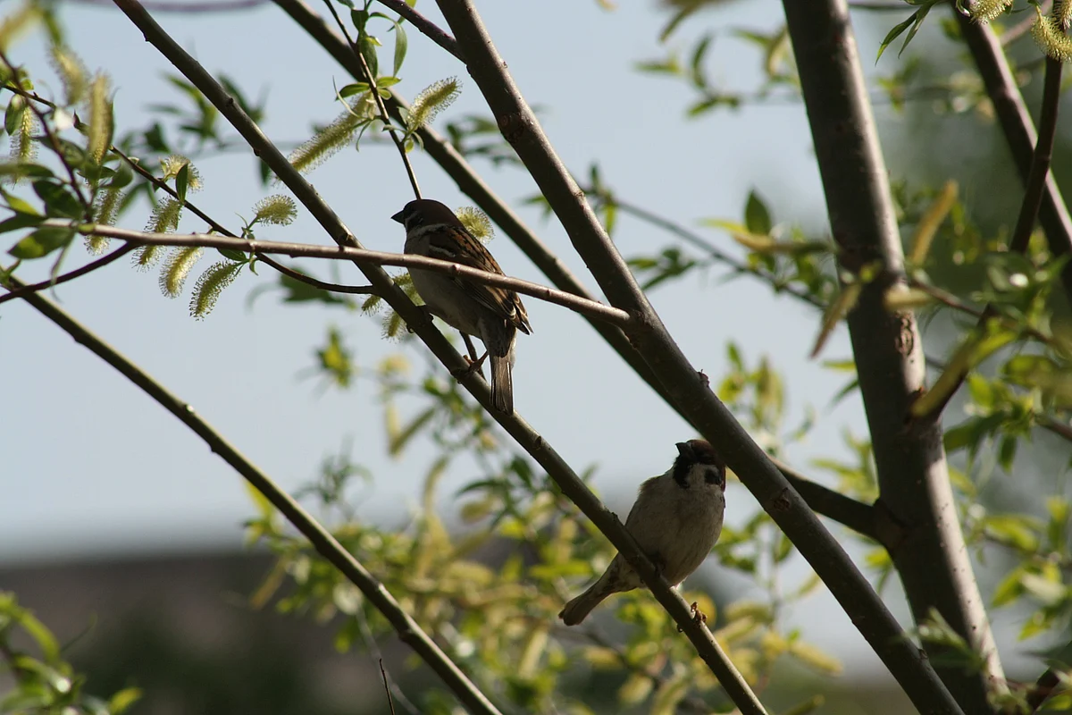 Sparrow
