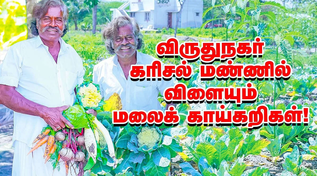 காலிஃப்ளவர்