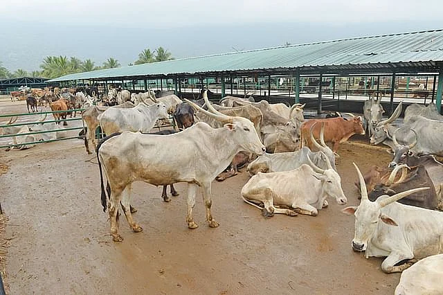 மாடுகள்