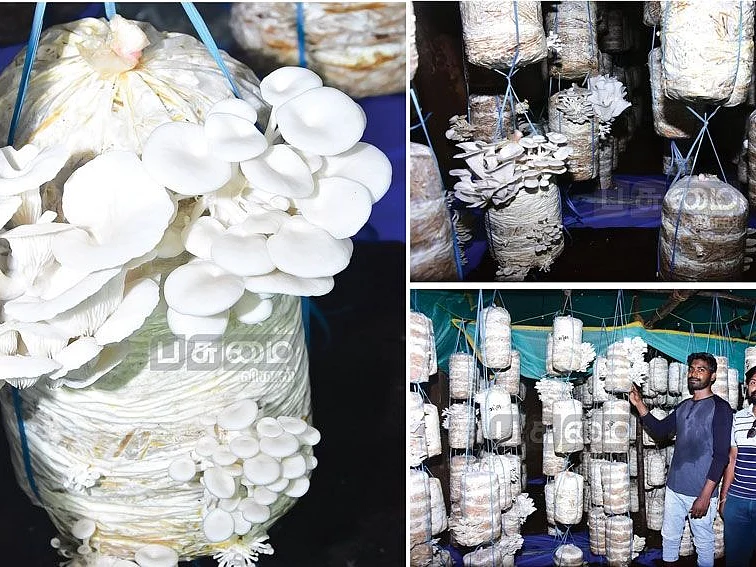 500 சதுரடியில் மாதம் ரூ.30,000... மொட்டை மாடியில்
காளான் வளர்ப்பு!