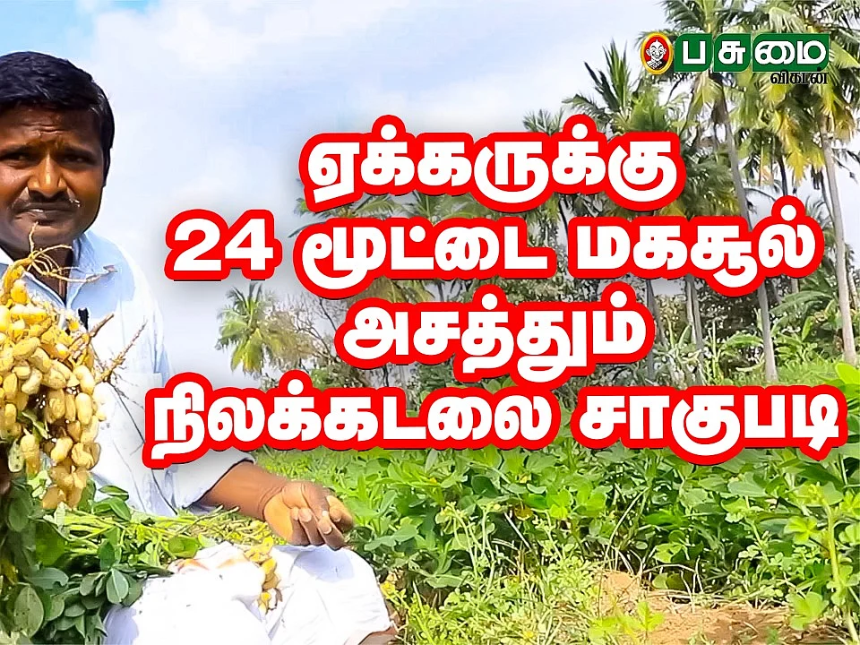 நல்ல வருமானம் தரும் நிலக்கடலை சாகுபடி!