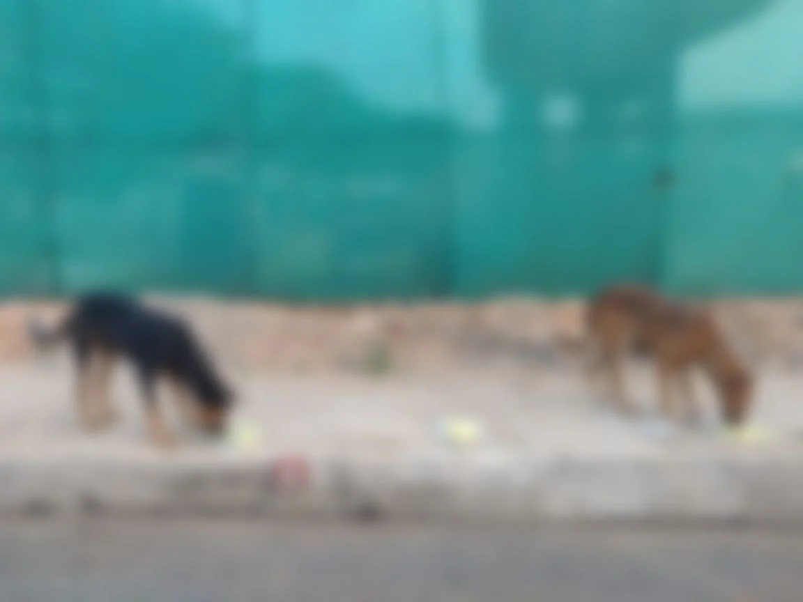 நாய்கள் உணவு